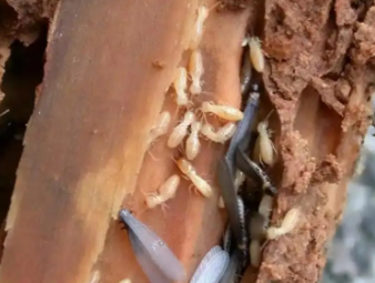 虹口白蚁防治公司分享地下室防潮防虫一体化治理，解决地下空间白蚁顽疾